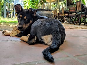 Hub Hoi An Flynn